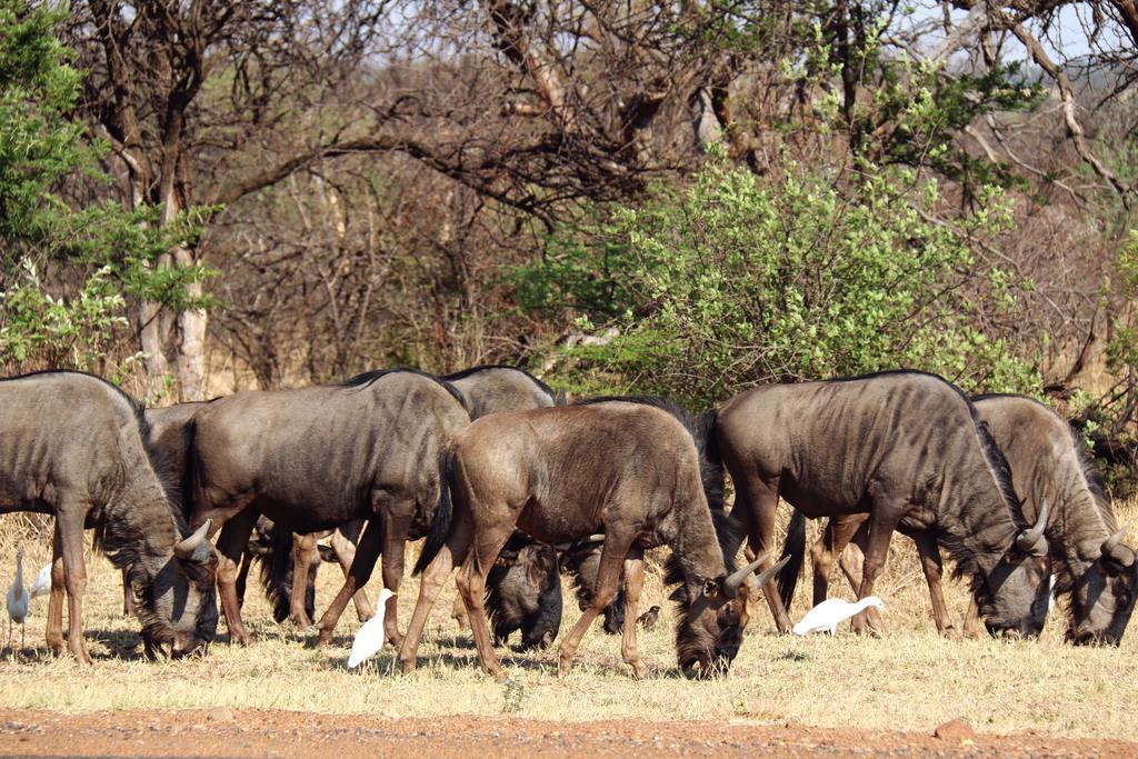 Ouklip Game Lodge Klipdrift Exterior photo